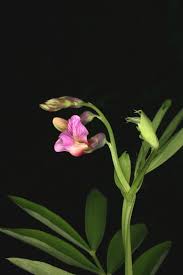 Attēlu rezultāti vaicājumam “Lathyrus niger”