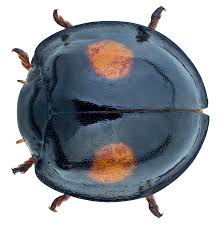 Attēlu rezultāti vaicājumam “Chilocorus renipustulatus”