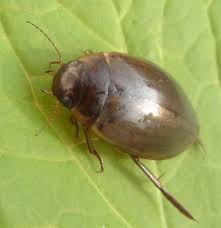 Attēlu rezultāti vaicājumam “Colymbetes striatus”