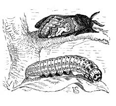 Attēlu rezultāti vaicājumam “Diloba caeruleocephala”