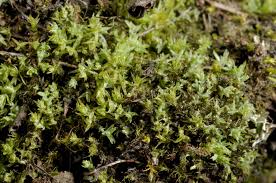 Attēlu rezultāti vaicājumam “Saelania glaucescens”