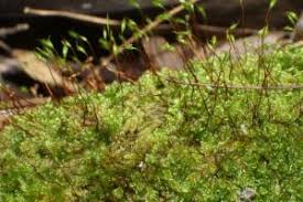 Attēlu rezultāti vaicājumam “Hypnum cupressiforme var. filiforme”