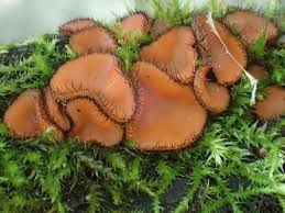 Attēlu rezultāti vaicājumam “Scutellinia scutellata”