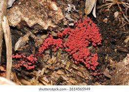 Attēlu rezultāti vaicājumam “Arcyria imperialis macro”