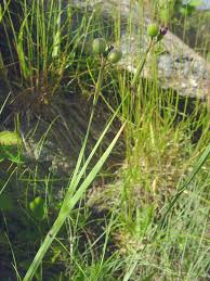 Attēlu rezultāti vaicājumam “Cinclidium stygium macro”