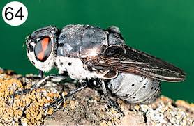 Attēlu rezultāti vaicājumam “Muscidae”