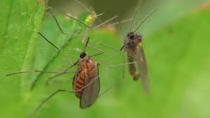 Attēlu rezultāti vaicājumam “Cecidomyiidae”