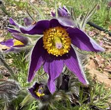 Image result for Pulsatilla