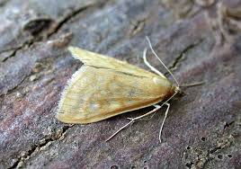 Attēlu rezultāti vaicājumam “Sitochroa verticalis”