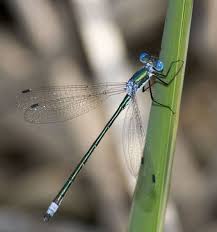 Attēlu rezultāti vaicājumam “Lestes dryas male”