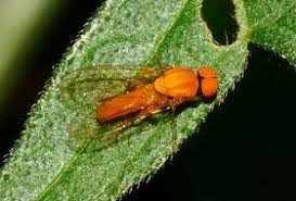 Attēlu rezultāti vaicājumam “Agathomyia wankowiczii”