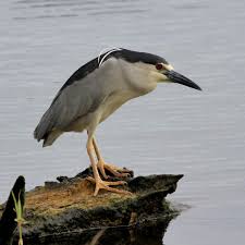 Image result for heron