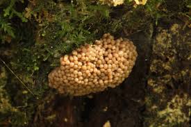 Attēlu rezultāti vaicājumam “Tubifera montana spores”