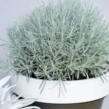 Image result for Helichrysum lindleyii