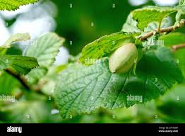 Attēlu rezultāti vaicājumam “Corylus avellana fruit”