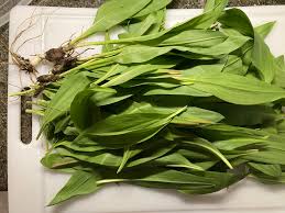 Image result for Bärlauch