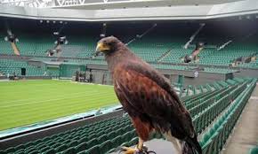 Image result for Wimbledon Hawks