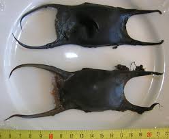 Image result for Raja undulata