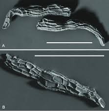 Attēlu rezultāti vaicājumam “Monotropa hypopitys fruit”