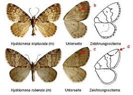 Attēlu rezultāti vaicājumam “Hydriomena impluviata”