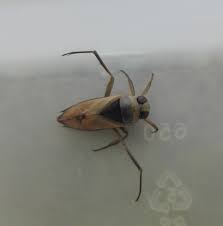 Attēlu rezultāti vaicājumam “Notonecta glauca”