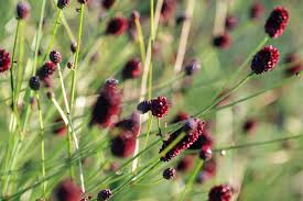 Attēlu rezultāti vaicājumam “Sanguisorba officinalis flower”