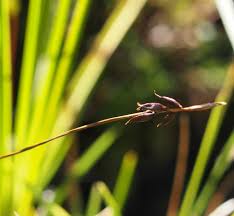 Attēlu rezultāti vaicājumam “Carex pulicaris”
