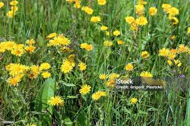 Attēlu rezultāti vaicājumam “Inula britannica”