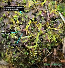 Attēlu rezultāti vaicājumam “Pellia”