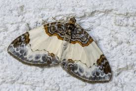 Attēlu rezultāti vaicājumam “Mesoleuca albicillata”