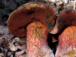 Attēlu rezultāti vaicājumam “Boletus luridus”