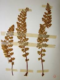 Attēlu rezultāti vaicājumam “Trichia alpina young”