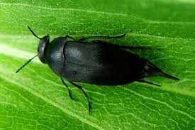 Attēlu rezultāti vaicājumam “Mordella sp.”