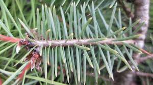 Attēlu rezultāti vaicājumam “Pseudotsuga menziesii var. glauca”