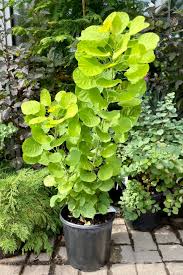 Attēlu rezultāti vaicājumam “Cotinus coggygria”