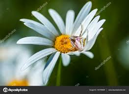 Attēlu rezultāti vaicājumam “Aranei”