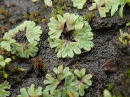 Attēlu rezultāti vaicājumam “Riccia sorocarpa”