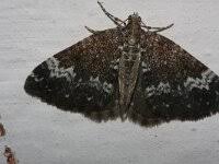 Attēlu rezultāti vaicājumam “Perizoma alchemilla”