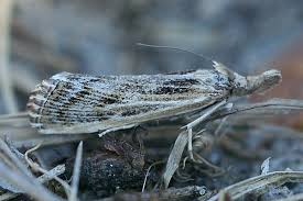 Attēlu rezultāti vaicājumam “Pediasia fascelinella”