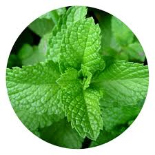 Image result for Mentha piperita