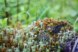 Attēlu rezultāti vaicājumam “Cladonia deformis”