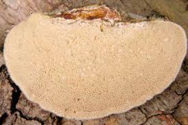 Attēlu rezultāti vaicājumam “Trametes hirsuta”