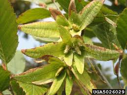 Attēlu rezultāti vaicājumam “Carpinus betulus female flower”