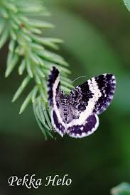 Attēlu rezultāti vaicājumam “Spargania luctuata”