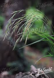 Attēlu rezultāti vaicājumam “Brachypodium sylvaticum leaf”