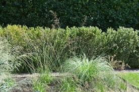 Attēlu rezultāti vaicājumam “Molinia caerulea fruit”