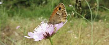 Attēlu rezultāti vaicājumam “Coenonympha hero underside”