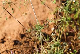 Attēlu rezultāti vaicājumam “Spergula arvensis”