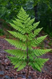 Attēlu rezultāti vaicājumam “Dryopteris expansa”