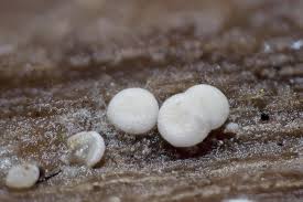 Attēlu rezultāti vaicājumam “Badhamia bethelii stalked”